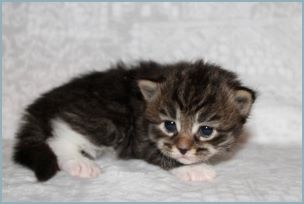 Female Siberian Kitten from Deedlebug Siberians